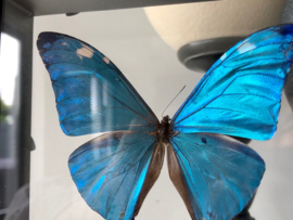 Framed Morpho Adonis