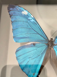 Framed Morpho Adonis