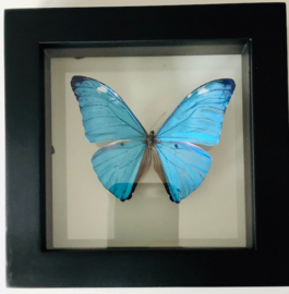 Framed Morpho Adonis