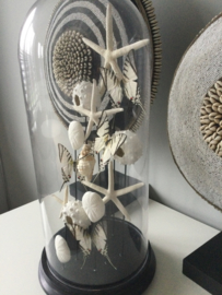 Antique dome with starfish, seaurchin, sanddollars, white butterlfies