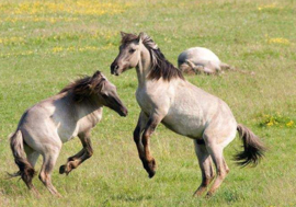 10 Kg Faunamaster heste sports græs