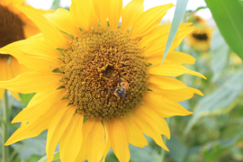 Biodiversity Flower Blend