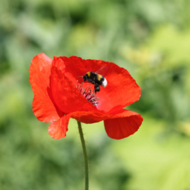 Faunamaster Botanische Mischung