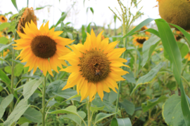 Zonnebloemzaden