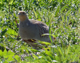 Faunamaster Vögel Misschung