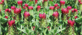 10 Kg Red Clover