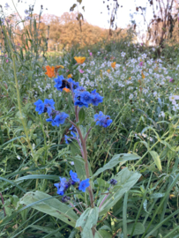 Colorful Garden