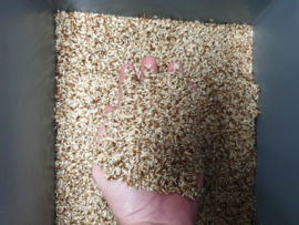 Korenbloem per Kg