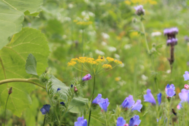 Native Blossom