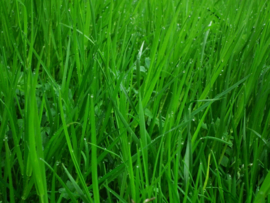 10 Kg Faunamaster Horse Grass Blend