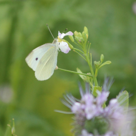 Faunamaster Botanische Mischung