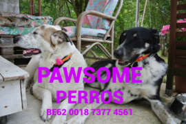 Pawsome Perros Paracord Hondenhalsbanden en lijnen op aanvraag