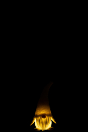 Kabouter LED S