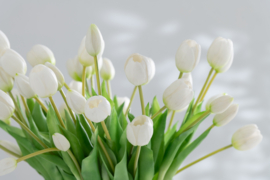 Boeket tulpen wit