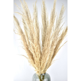 Tak pampas 100 cm