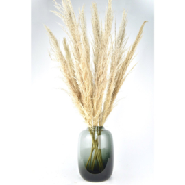 Tak pampas 100 cm