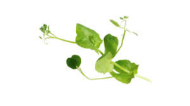 salad pea 100 gram
