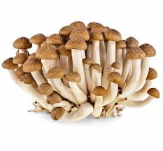 Beukenzwammen 150 gram
