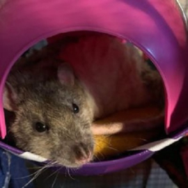 Custom-made Sputnik XL kussentje
