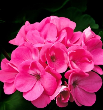 geranium.jpg