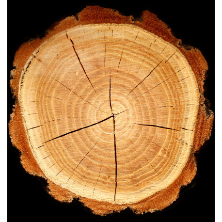 kent 15ml.jpg