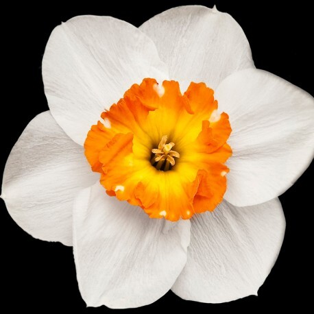 narcis.jpg