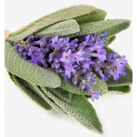 salvia.jpg