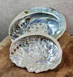 Abalone schelp- klein