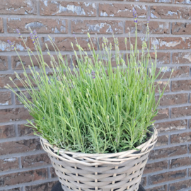 Lavendel in mand