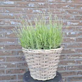 Lavendel in mand