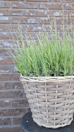 Lavendel in mand