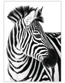 zebra- Ansichtkaart - giveX
