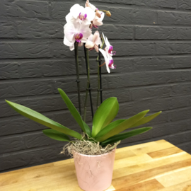 Orchidee in pot