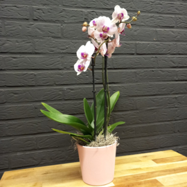 Orchidee in pot