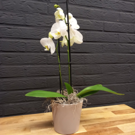 Orchidee in pot