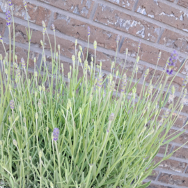 Lavendel in mand