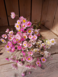 Rhodanthe roze