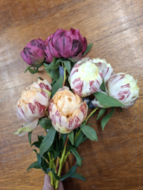 Real feel pioenrozen