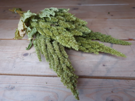 Amaranthus groen staand