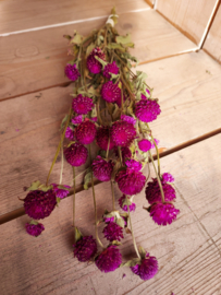 Gomphrena paars (Kogelamarant)