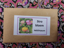 strobloem (Helichrysum)