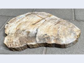 Versteend hout schijven D341 (43x33cm)