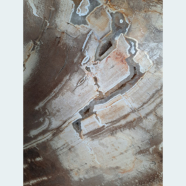 Versteend hout schijf XL GG05