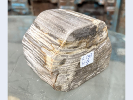 Kleine versteend hout stam L258