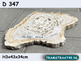Versteend hout schijf D347 (43x34cm)
