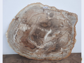 Salontafelblad  uit versteend hout CV58 (84x70cm)