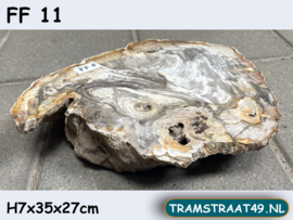 Versteend hout schijf FF11 (35x27cm)