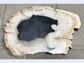 Versteendhout schijf D328 (38x25cm)