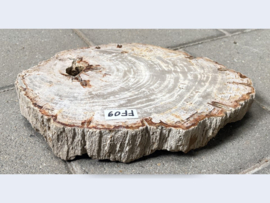 Versteend hout schijf FF09 (33x26cm)