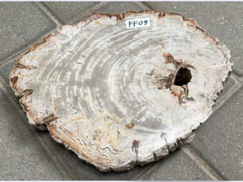 Versteend hout schijf FF09 (33x26cm)